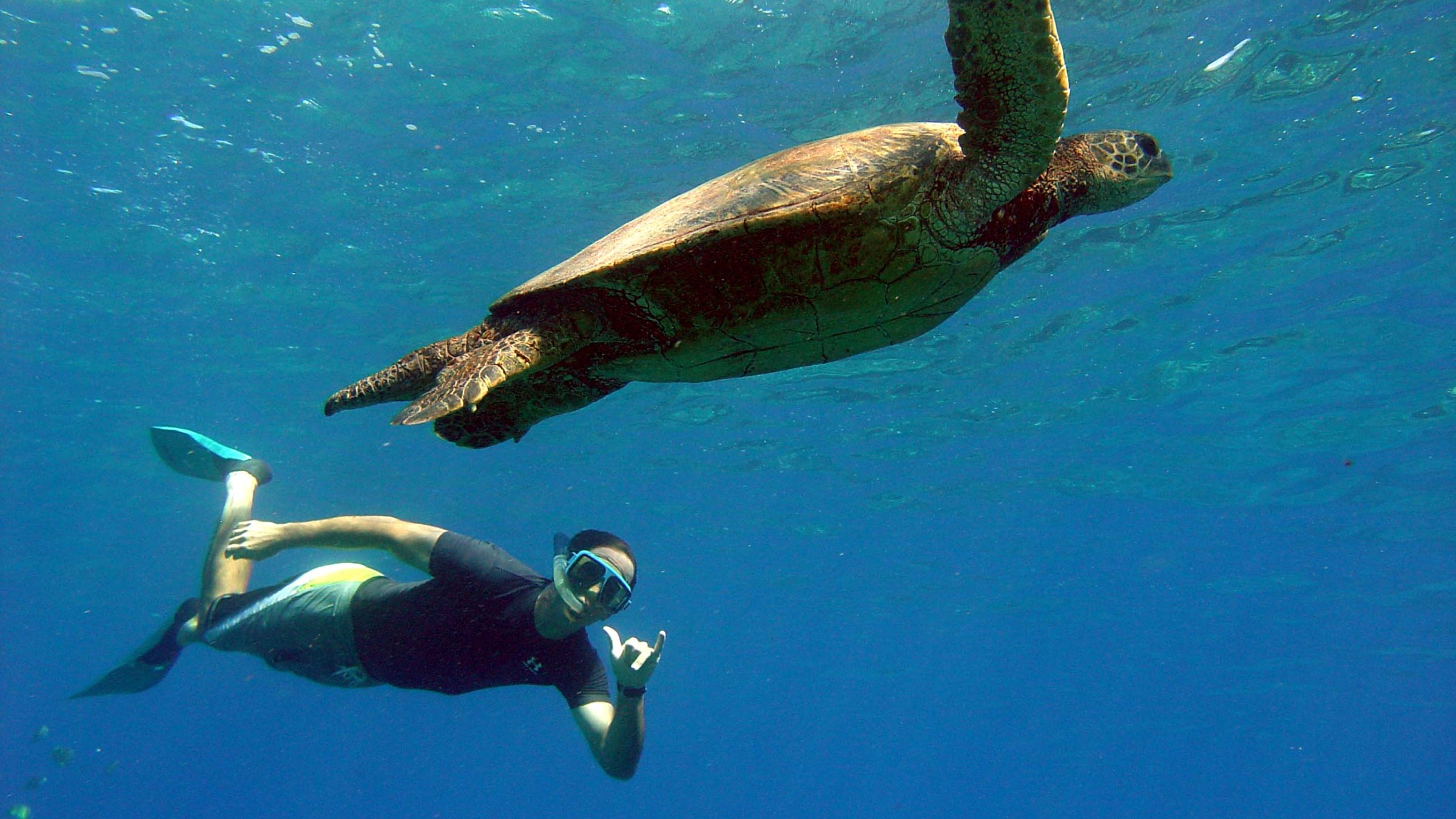 turtle and snorkeler