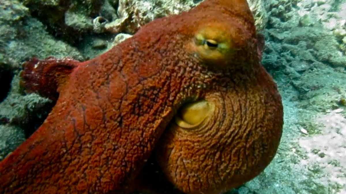 octopus